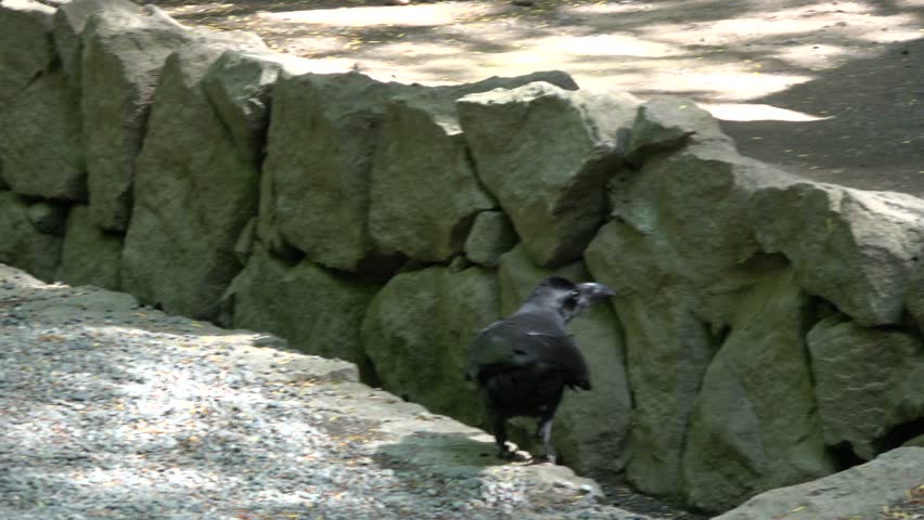 The crow in the park