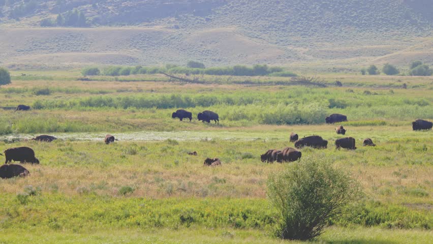 4K Bison Herd Moving in Yellowstone National Park