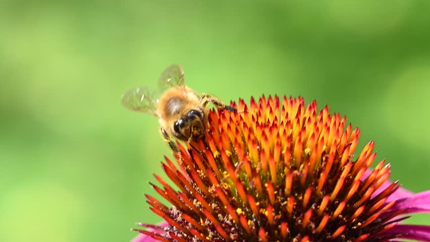 Bee collecting pollen from the flower