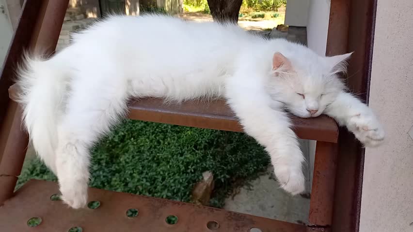white cat sleeping peacefully on step of iron staircase outdoors. Fluffy cat resting on hot summer day, lying in shade. breeze blows animal long fur