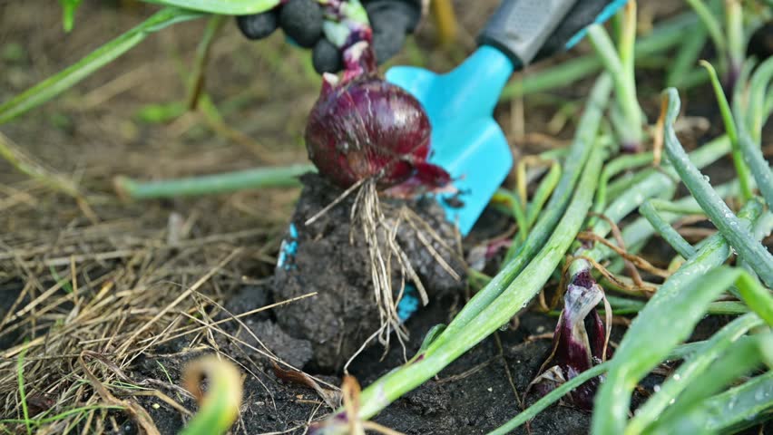 Red onion harvest in raised bed, close-up of digging up bulb from garden bed