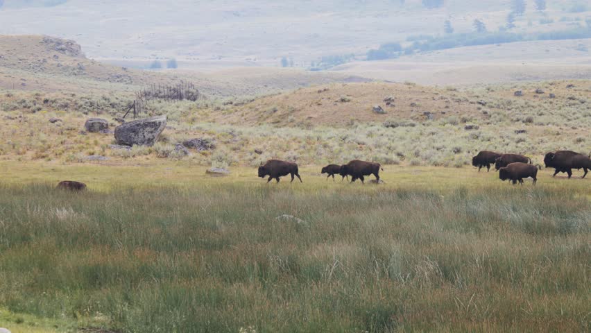 4K Bison Herd Moving in Yellowstone National Park