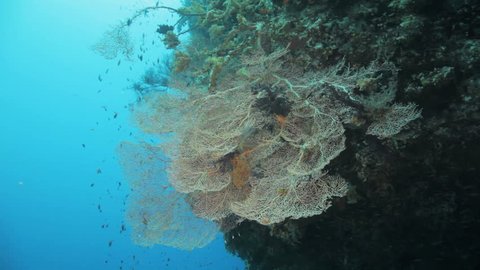 massive fan coral hanging in the blue