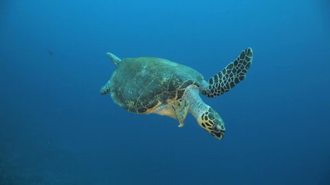 turtle swimming in the blue
