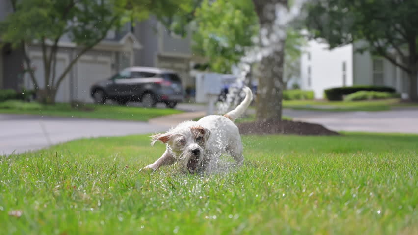 Slow motion footage of pet Jack russell terrier is playing with squirts water from hose on grass. 