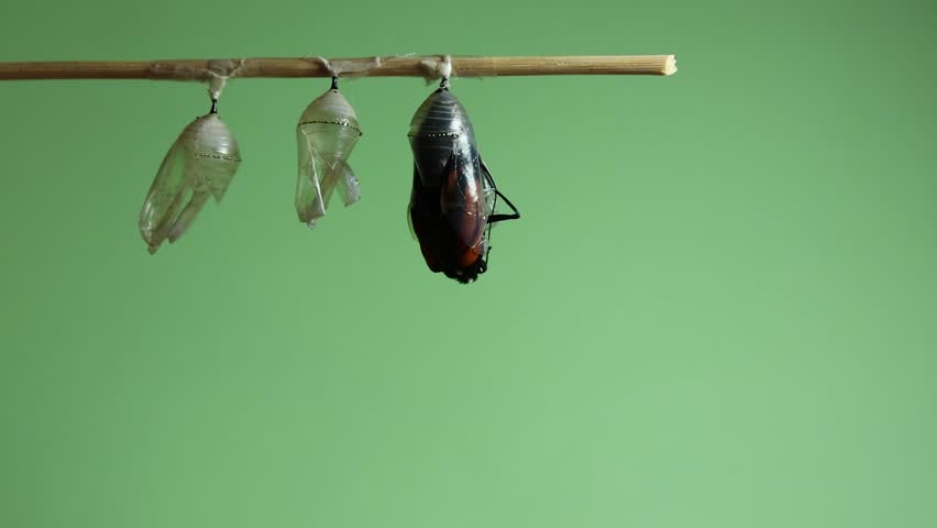 Monarch Butterfly, Danaus plexippus, front angel emerges from chrysalis turns 3x green background