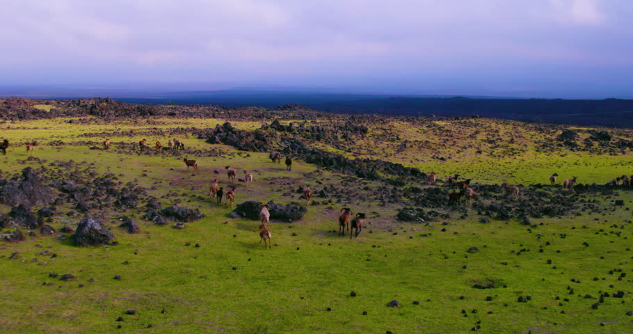 Aerial view pushing in over goats running across plains in Kona Hawaii
