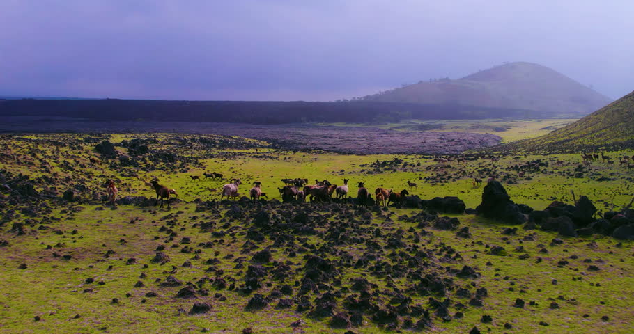 Aerial view pushing in over goats running near magma fields in Kona Hawaii