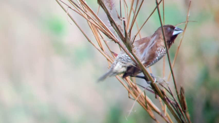 a small bird was enjoying the morning sun accompanied by the chirping of birds and the rustling of the wind