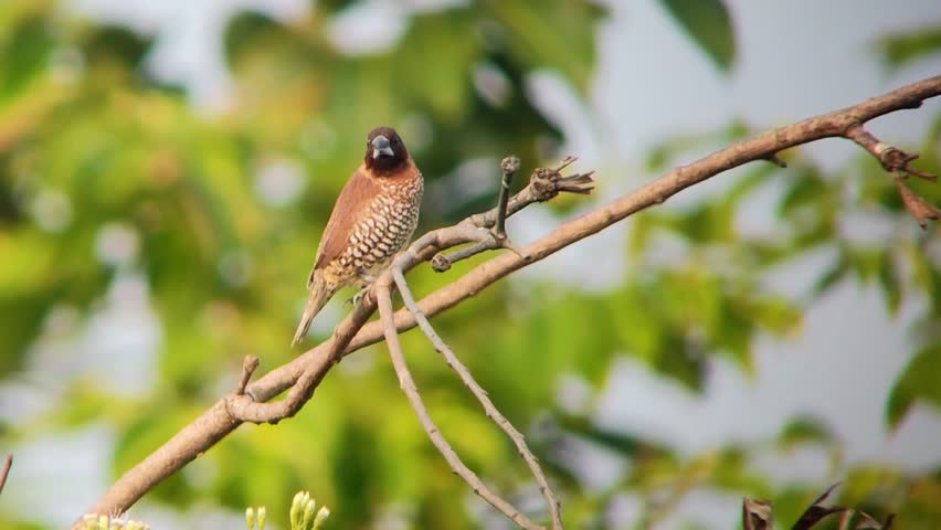 a small bird was enjoying the morning sun accompanied by the chirping of birds and the rustling of the wind