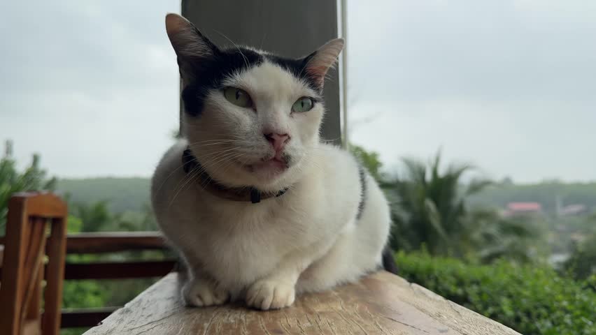 A yellow-eyed cat is sleeping with its front legs bent towards its body on a house balcony in the rainy season.