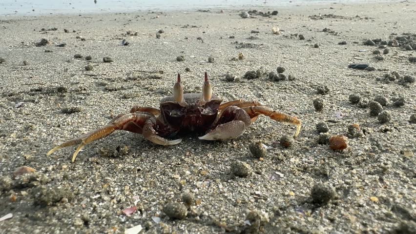 The ghost crab are raising their eyes on the sandy beach.