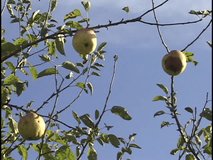 Medium speed zoom-out on apples growing on branches 