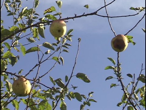 Medium speed zoom-out on apples growing on branches 