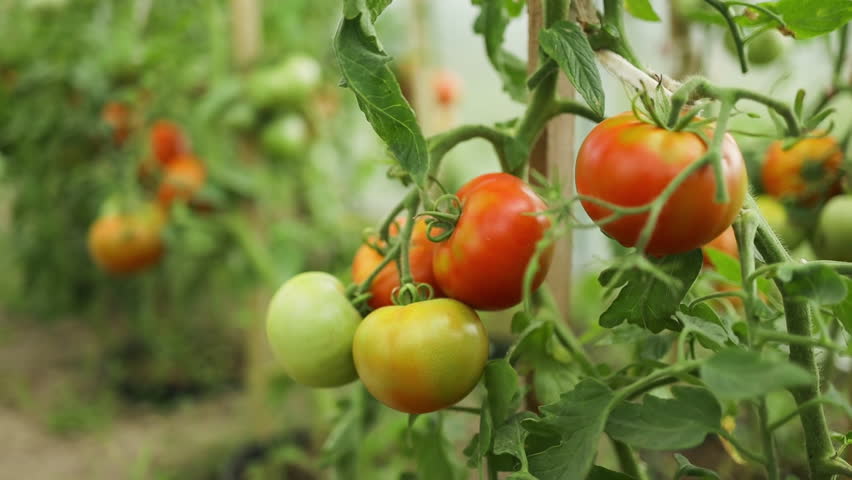 Tomato plants growing in a large scale greenhouse under controlled conditions. A bunch of tomatoes. Tomato Harvest. Grew up in a greenhouse. Fresh tomatoes, ready to pick. Close-up.High quality FullHD