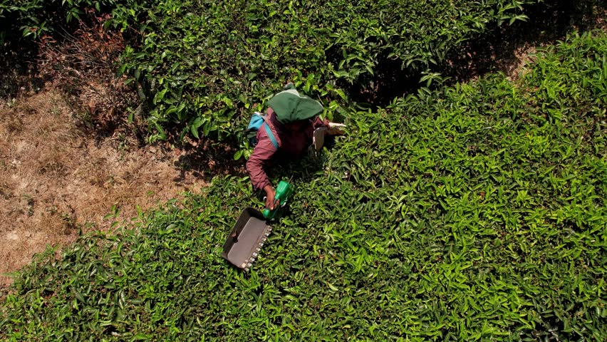 Aerial view of tea plantation rows with woman worker collecting tea, Munnar, India. Beautiful green landscape Of Munnar Tea Plantations, Kerala, South India