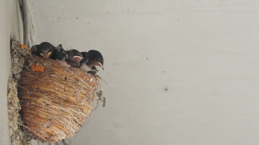 Barn swallow feeding in slow motion 