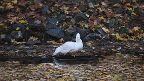 White goose cleans its feathers standing near pond in autumn, among yellow leaves - Powered by Shutterstock - Get 15% off with code: PIKWIZARD15