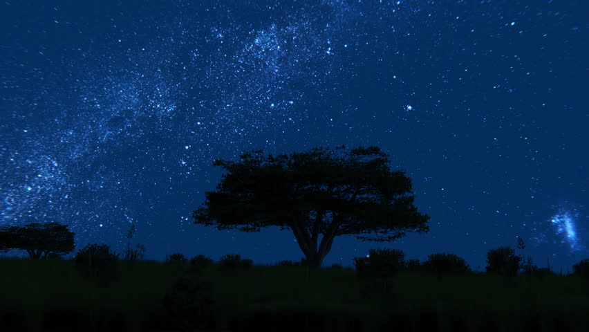 Beautiful starry sky with milky way rotating over savannah with some African acacia trees and other plants in the foreground. Timelapse.
