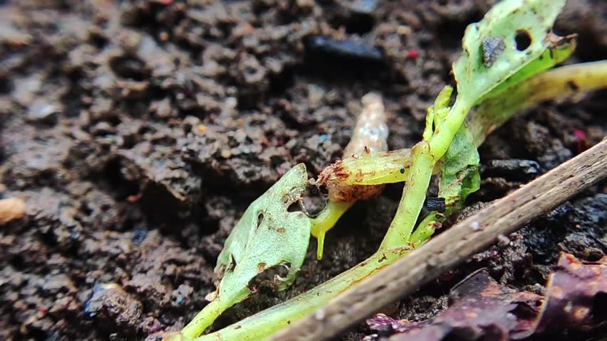 close up of a small green snail on the ground, the snail crawls under a leaf for shelter.