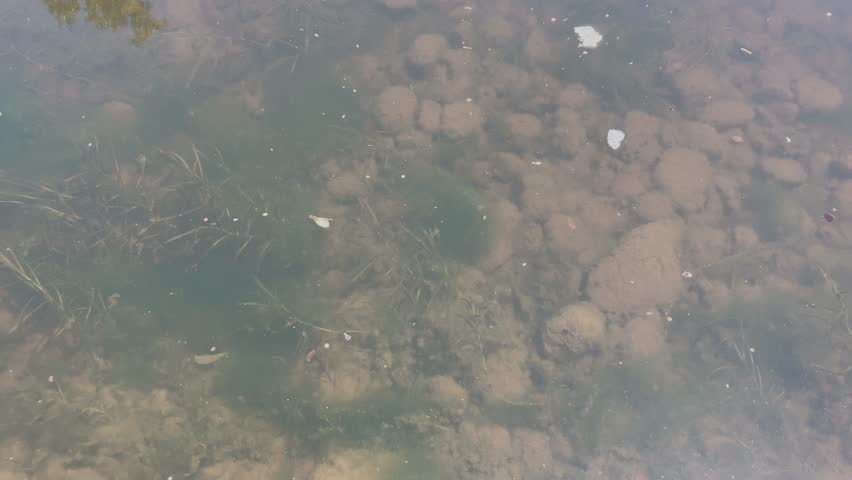 Large Atlantic salmon swimming in a river