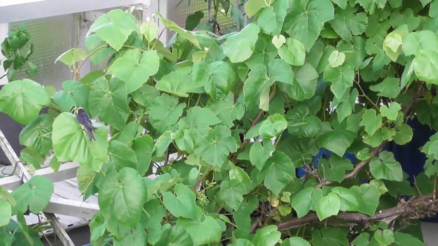 young swallows receiving food after leaving the nest and sitting in the vine