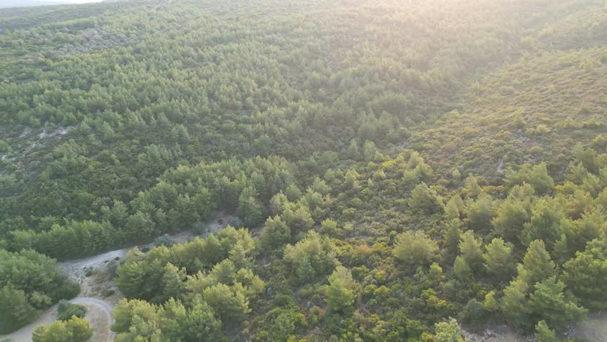 Establishing shots of nature scenes, valley setting, some trees and green vegetation covering the field, narrow earthy pathways, sunlight shining on the field, zoom in.