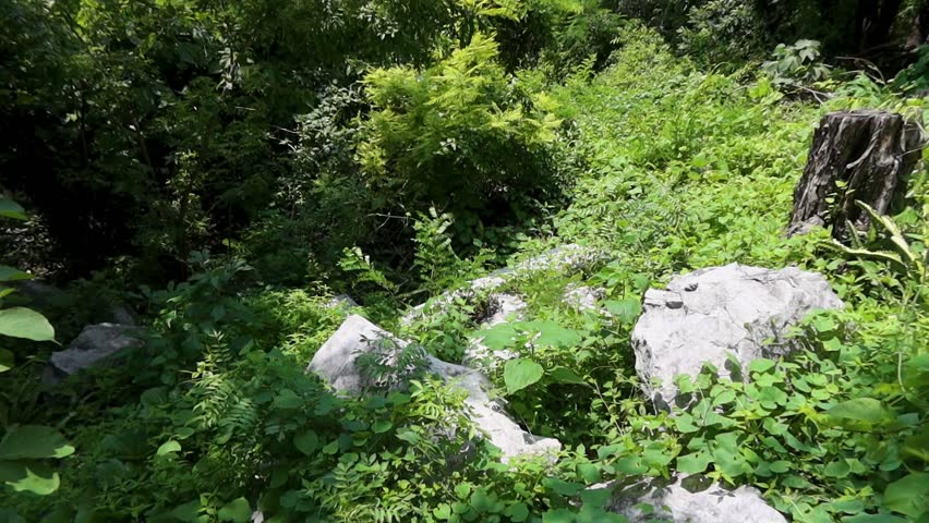 Establishing shots of nature scenes, forest setting, a view of beautiful lush vegetation with a dense forest visible in the distance under a sunny sky, tilt up.