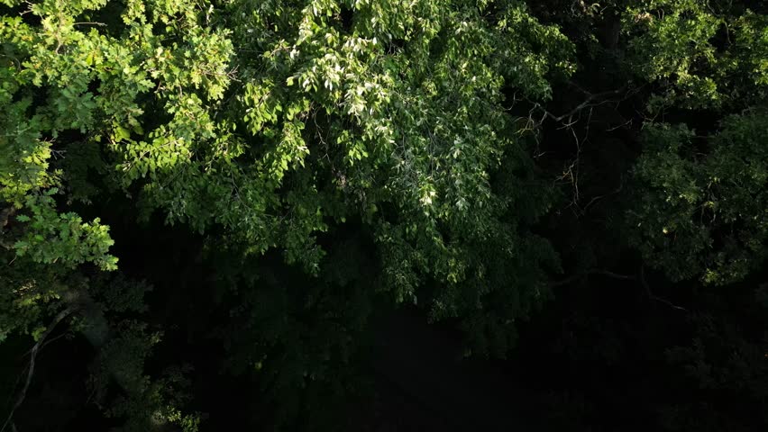 Drone aerial views nature scenes, a forest setting, an eye-catching shot of a massive forest full of lush green trees, zoom out