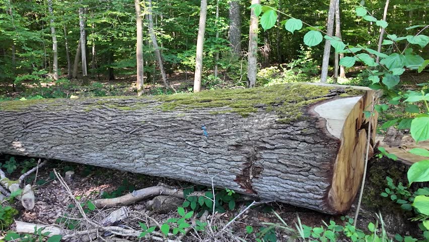 Medium shots of nature scenes, forest setting, a close-up view of a fallen moss-covered tree on the ground with greenery surrounding it and tall trees in the background on a sunny day, pan left