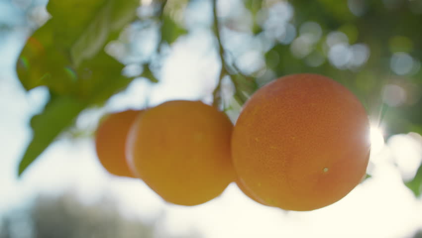 The Orange Fruit Of Sicily In The Farm Cultivation Field
