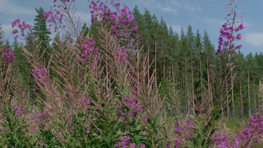 Medium shots of nature scenes, forest setting, a view of chamerion angustifoliums moving from the wind with tall trees behind a car passing, pan right 