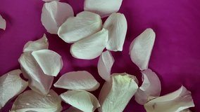 White rose petals move in the water. Raindrops fall on white rose petals. The concept of cosmetics, wellness, spa and self-care. Slow motion - Powered by Shutterstock - Get 15% off with code: PIKWIZARD15