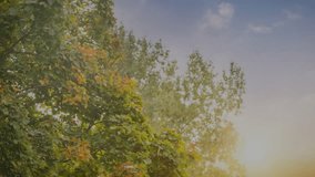 Network connections and data points animation over trees with autumn leaves. Technology, nature, connectivity, communication, digital, innovation - Powered by Shutterstock - Get 15% off with code: PIKWIZARD15