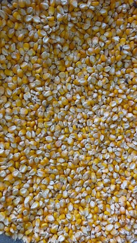 Corn seeds are small, oval-shaped grains that are the foundation of maize cultivation,