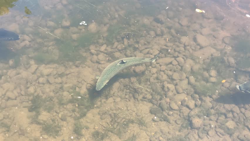 Large Atlantic salmon swimming in a river