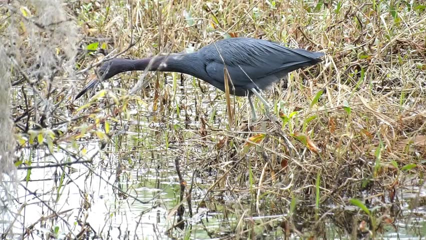 Blue heron in the swamp looking at the swamp water 