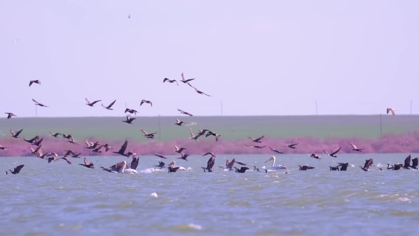 A flock of waterfowl, pelicans and cormorants, takes off over the lake. Flying birds in the blue sky. Waterfowl at the nesting site.