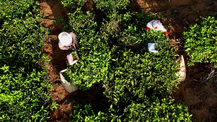 Picking tea leaf on a plantation, aerial view. Harvesting Indian tea at a tea plantation, Munnar, India. Hand picking tea. 