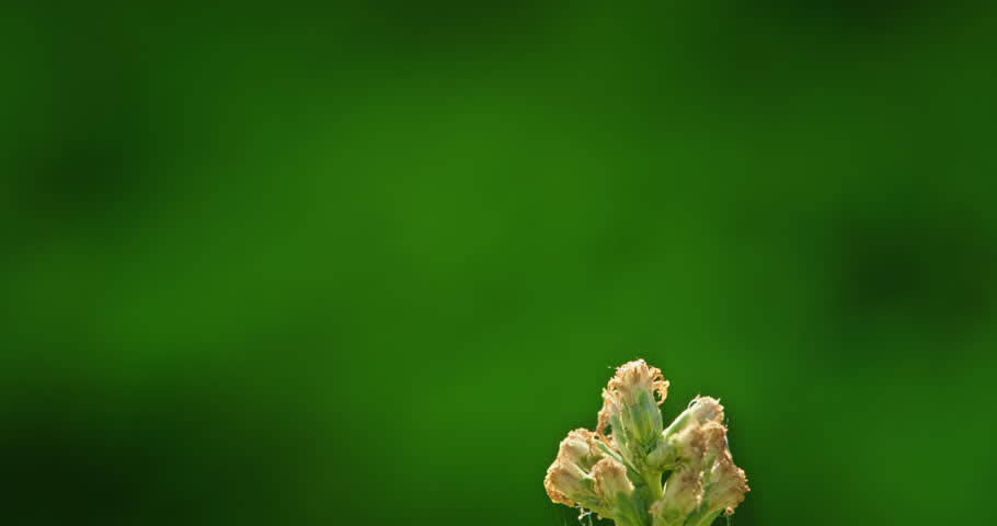 Dragonfly lands gracefully on a flower in slow motion.