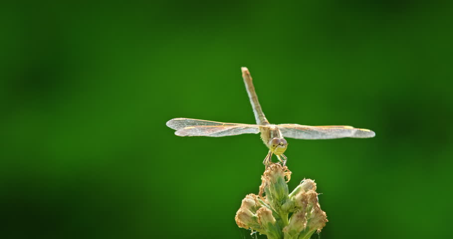 Dragonfly lands gracefully on a flower in slow motion.