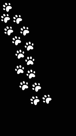 Paw prints trail on transparent background with alpha channel. Vertical video. Reels, storis, digital content. Cat paw prints paw prints journey.