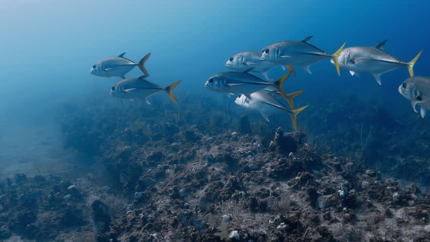 Horse-eye jack swimming in search of prey in shallow waters of Atlantic Ocean.