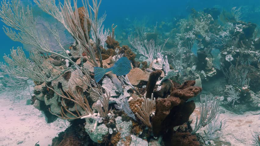 Blue Scrawled Filefish swimming between colorful coral in the Caribbean Sea.