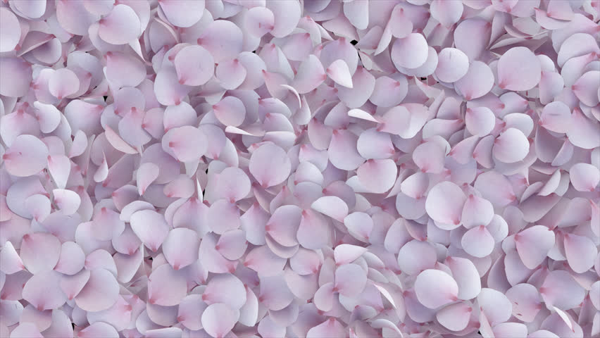 Cherry Blossom Transition on Alpha channel. 3D Rendering. Transition of cherry blossom place on footage or background and easier to adjust colour.