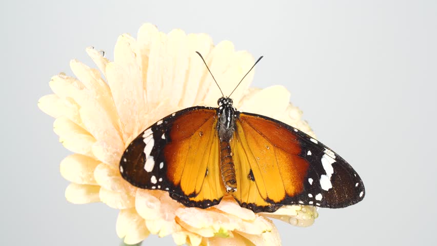 Close-up monarch butterfly opening wings on a daisy flowers on grey background