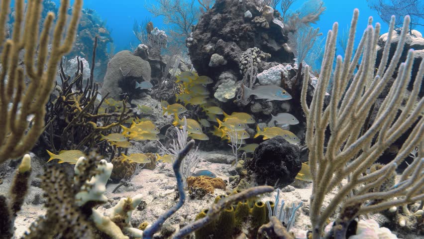 School of French Grunt fish hiding between colorful coral reefs, the Caribbean.