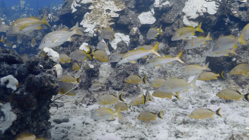 Bluestriped grunts and Yellowfin goatfish swimming near bleached corals.