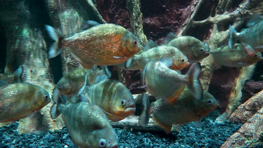 Shiny piranhas in aquarium background