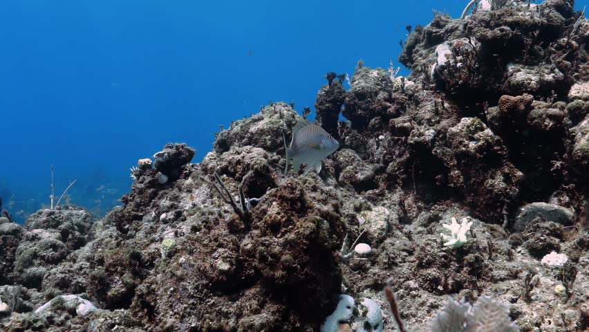 White grunt fish, Haemulon plumierii, or common grunt swimming in the Caribbean.